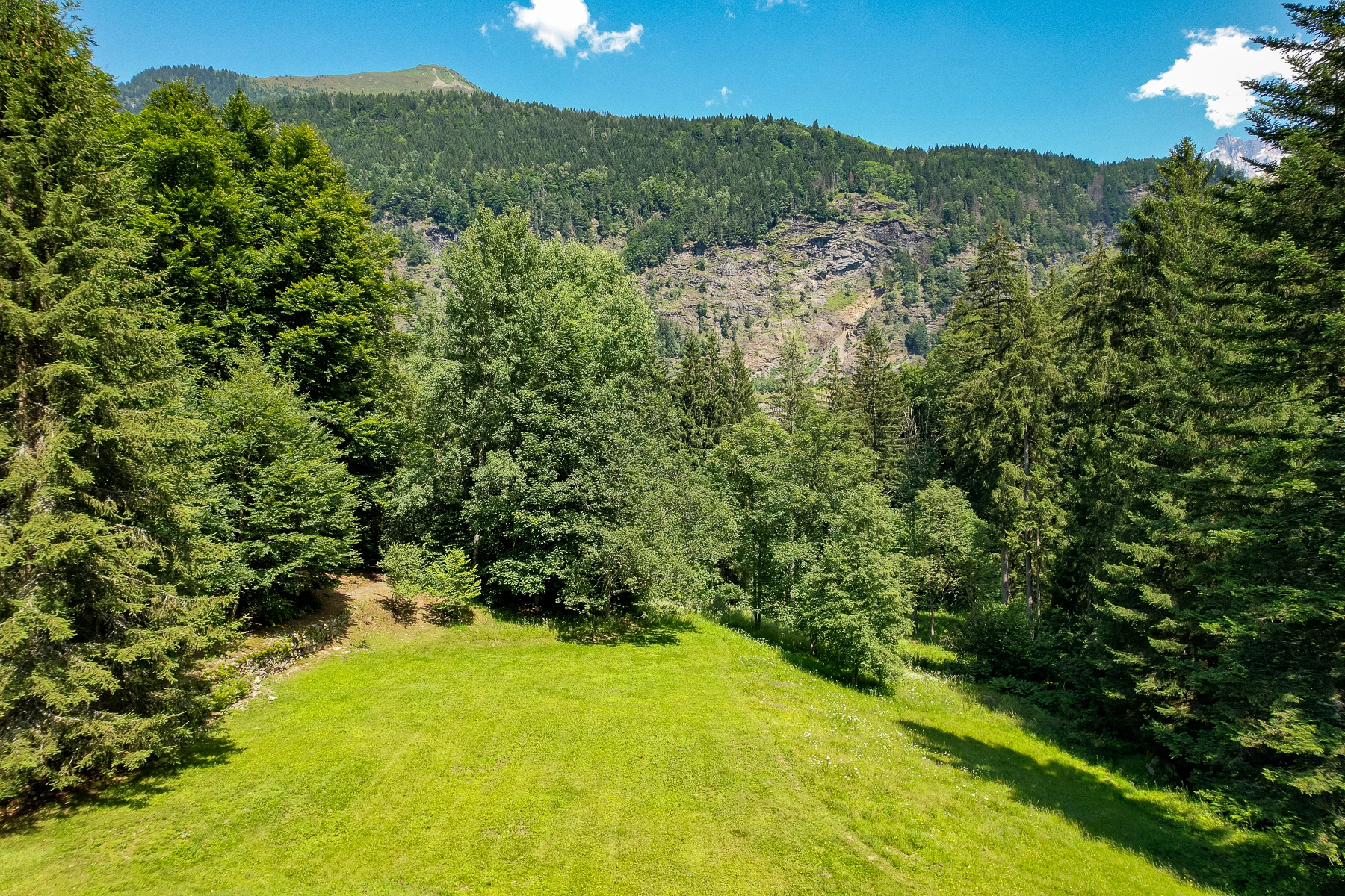 Photo du grand jardin de la propriété, entourée de sa forêt