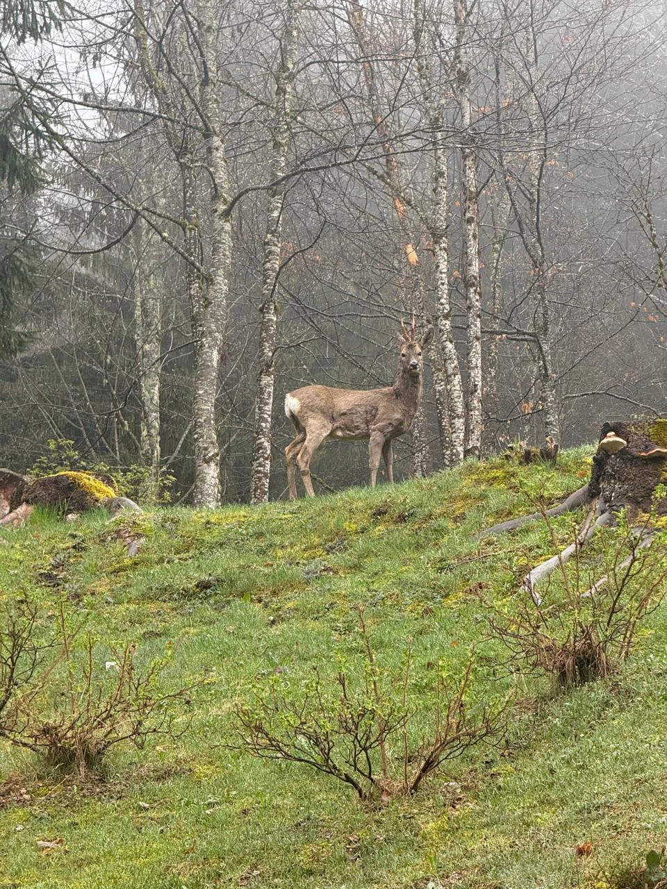 Photo d'un chamois qui se promène dans la propriété privée de la Forêt Dormante.